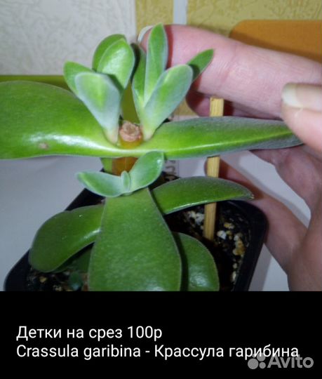 Суккуленты 2