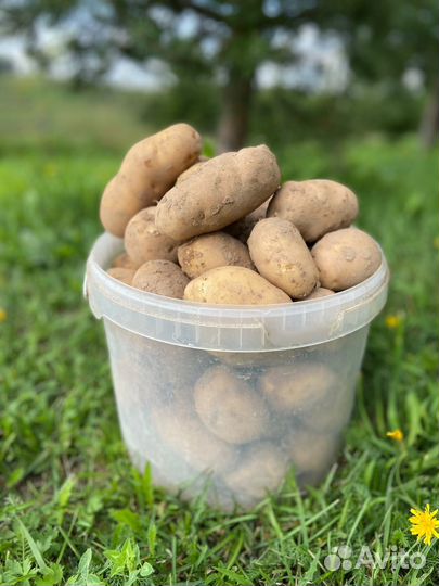 Картофель на еду