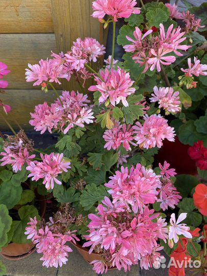 Пеларгония герань стеллар