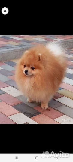 Померанский шпиц мини
