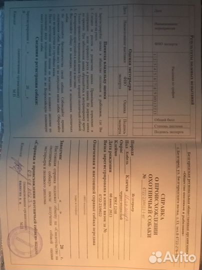 Ягдтерьер Щенки