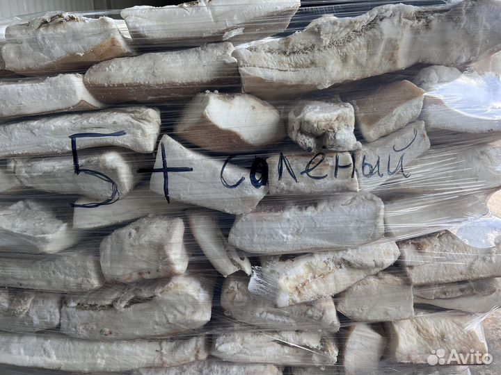 Сало 5+