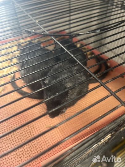 Монгольская песчанка