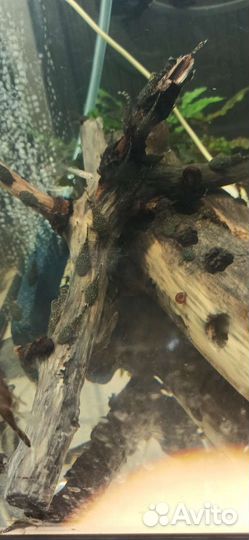 Рыбки молинезии, сомики анциструс