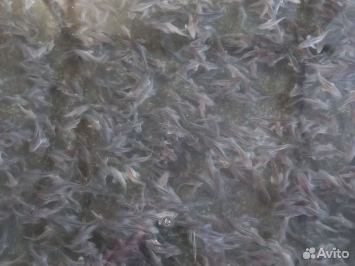 Рыбопосадочный материал