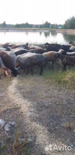 Овцыи бараны