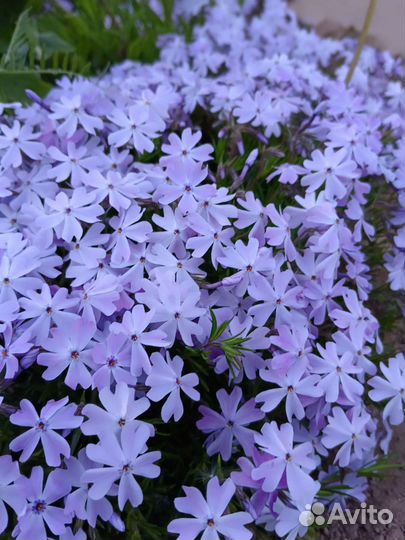 Флокс шиловидный