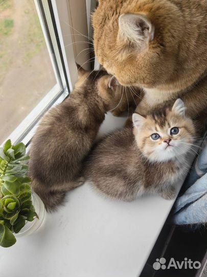 Британские котята