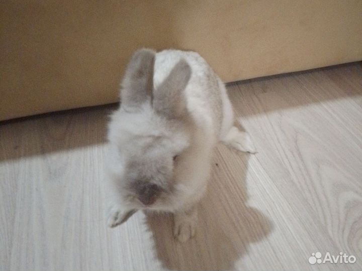 Домашний кролик