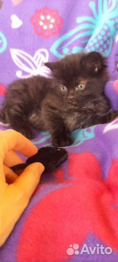 Чёрные пушистые котята 1,5мес в добрые руки