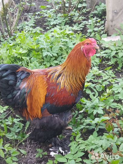 Петухи брама