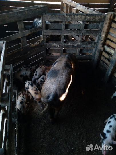 Поросята породы дюрок продаются