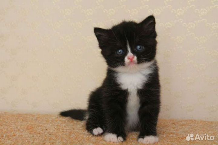 Котята от британской кошки
