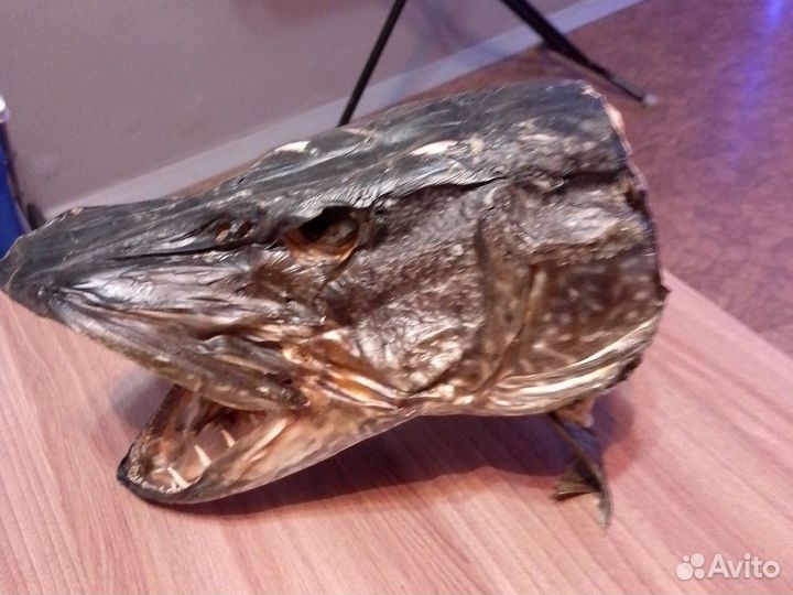 Чучело головы щуки