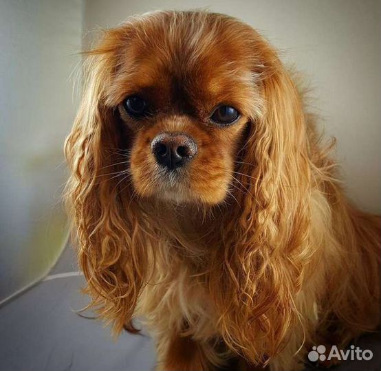 Чарльз деточки конфеточки