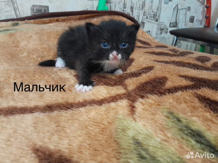 Котята хорошие