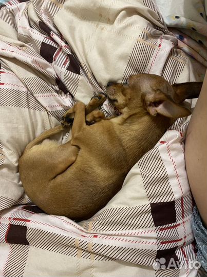 Той-терьер вязка мальчик