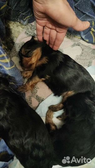 Случка собак