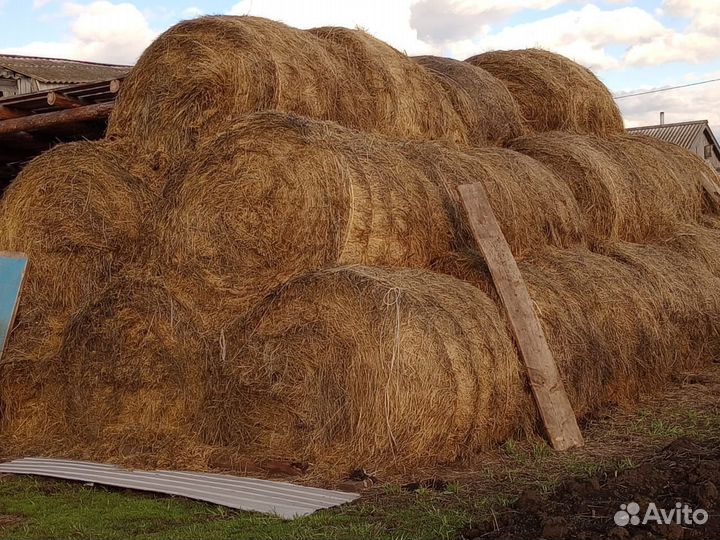 Продам сено в рулонах