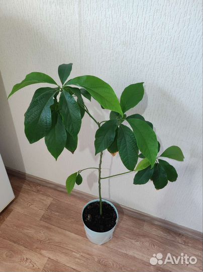 Авокадо, денежное дерево, толстянка