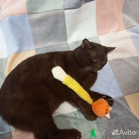 Коты в добрые руки 2 года