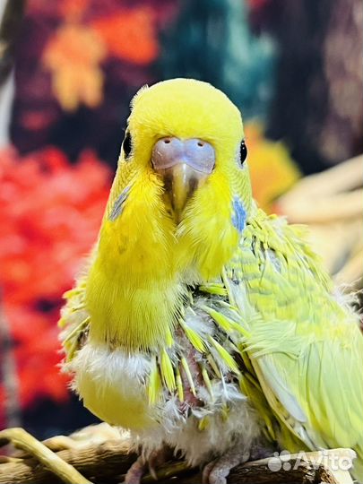 Ручные птенцы волнистых попугаев