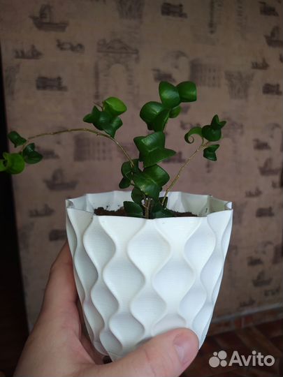 Фикус Барокко