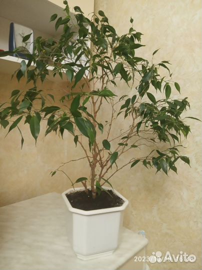 Фикус мелколистный