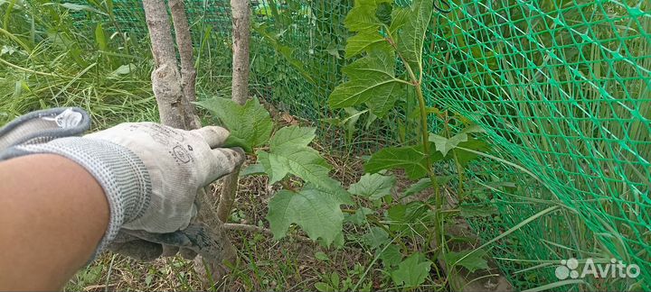 Саженец калины обыкновенной
