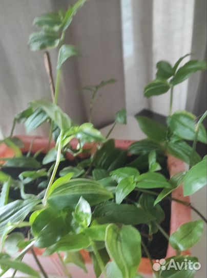 Домашние растения Традесканция