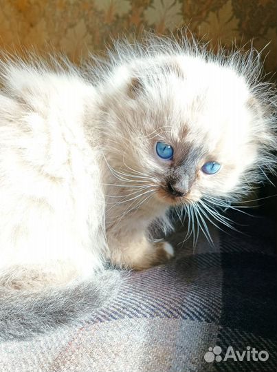 Котята от вислоухой шотландской кошки