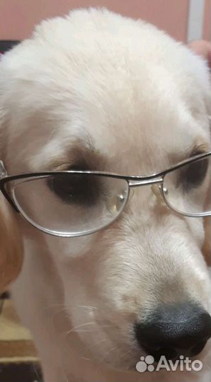 Вязка лабрадор