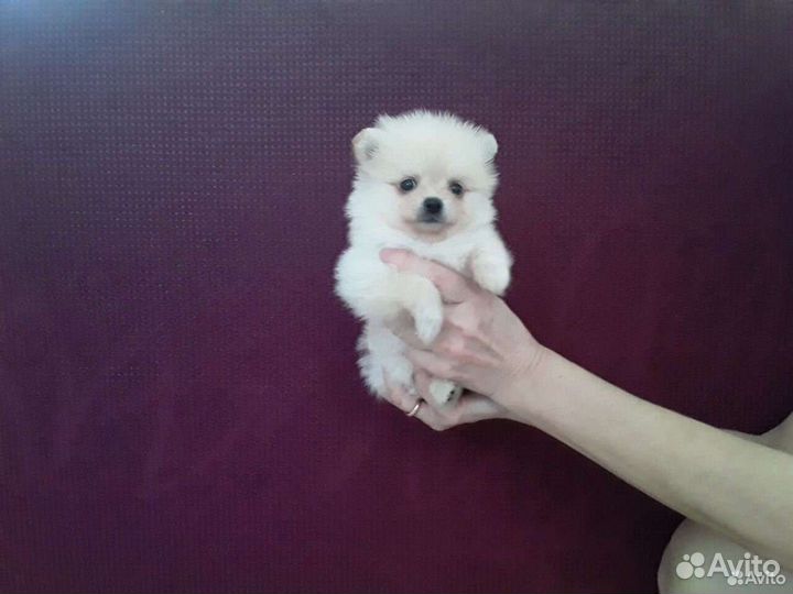 Маленькое счастье