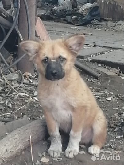 Маленькая собака