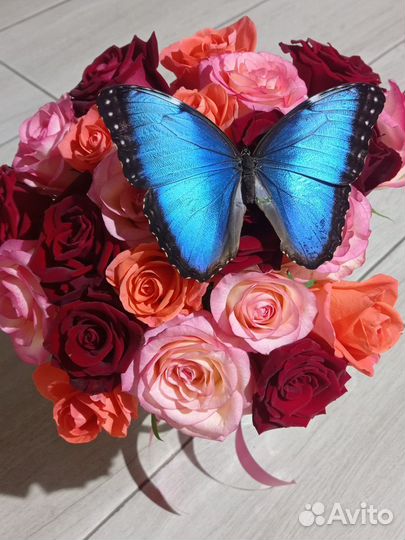 Ферма бабочек