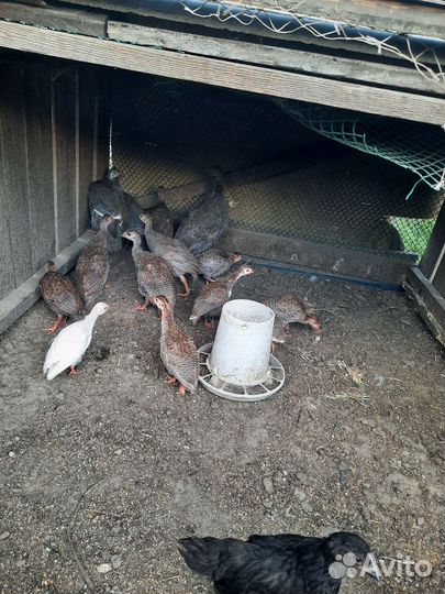 Цыплята цесарки