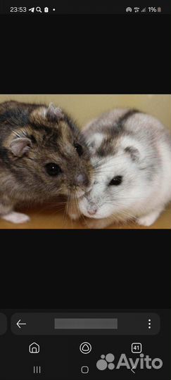 Джунгарский хомяк бесплатно