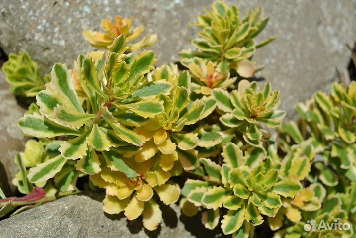 Продажа седума