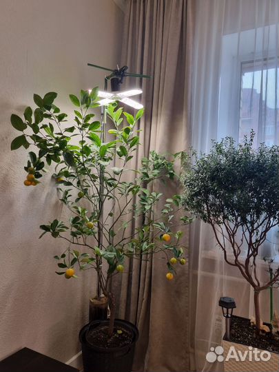 Каламондин