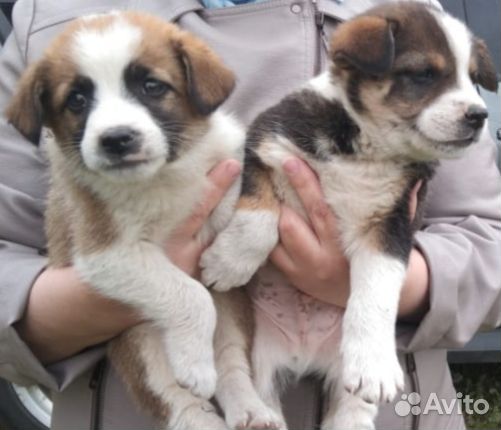 Щенки