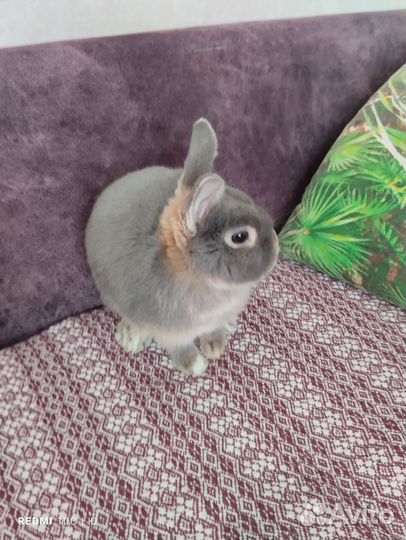 Девочка минор