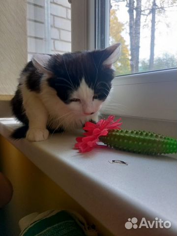 Котенок в добрые руки