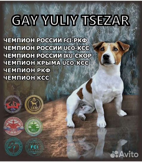Вязка джек Рассел терьер