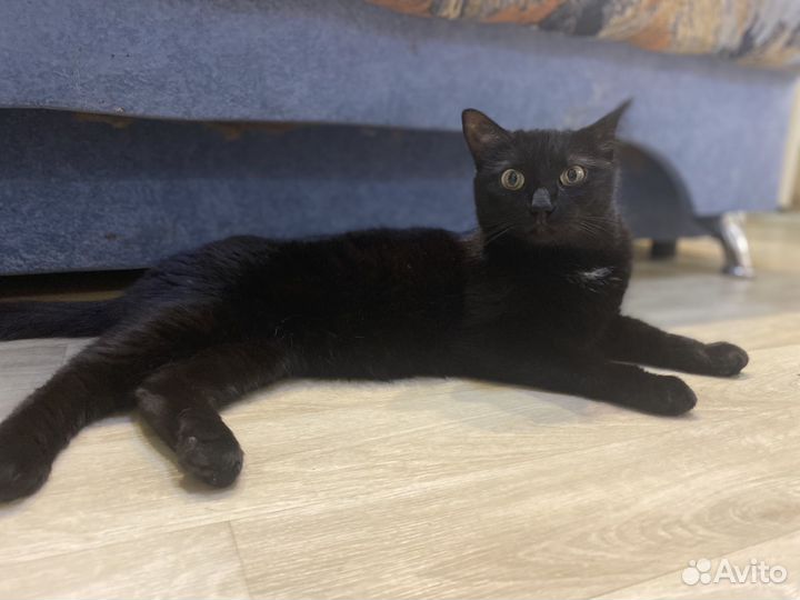 Черная кошка