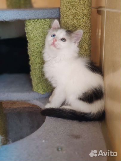 Красивый котёнок в добрые руки