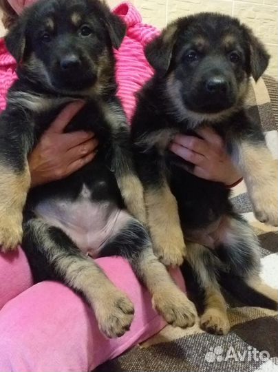 Щенки немецкой овчарки