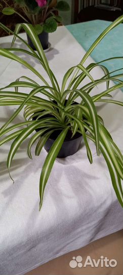 Комнатные цветы фиалки и хлорофитум