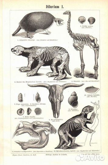 Старинные гравюры-литографии. Животные (19-й век)