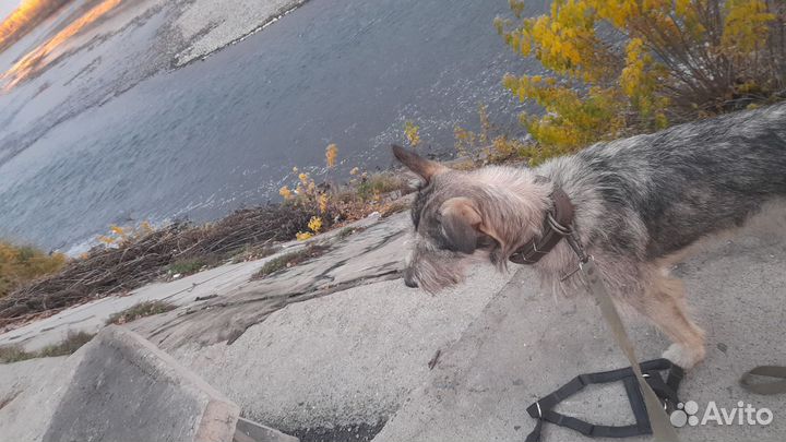Вязка собак