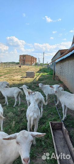 Зааненские козы